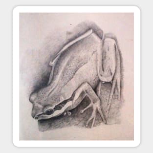 Southern Brown Tree Frog - Drawing by Avril Thomas - South Australian Artist Sticker